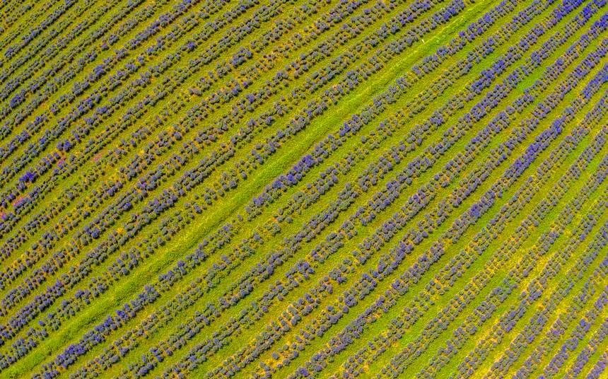 2023年7月6日，赫章興發鄉鮮花基地薰衣草進入盛花期，吸引游客觀花賞景。 