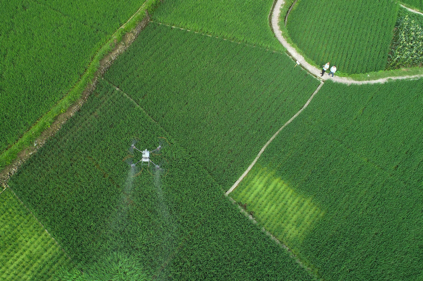 7月10日，技術員操作植保無人機對水稻進行病蟲害防治作業（無人機照片）。