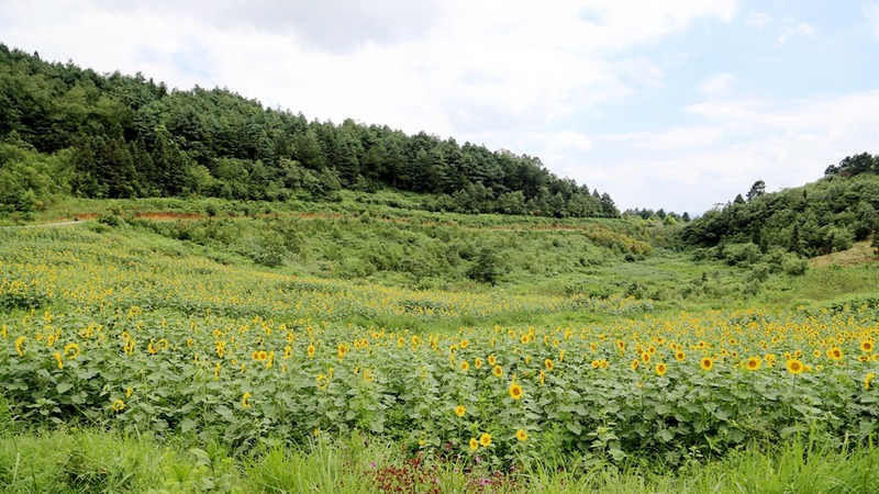 久長街道向日葵基地 文俊入 攝.jpg