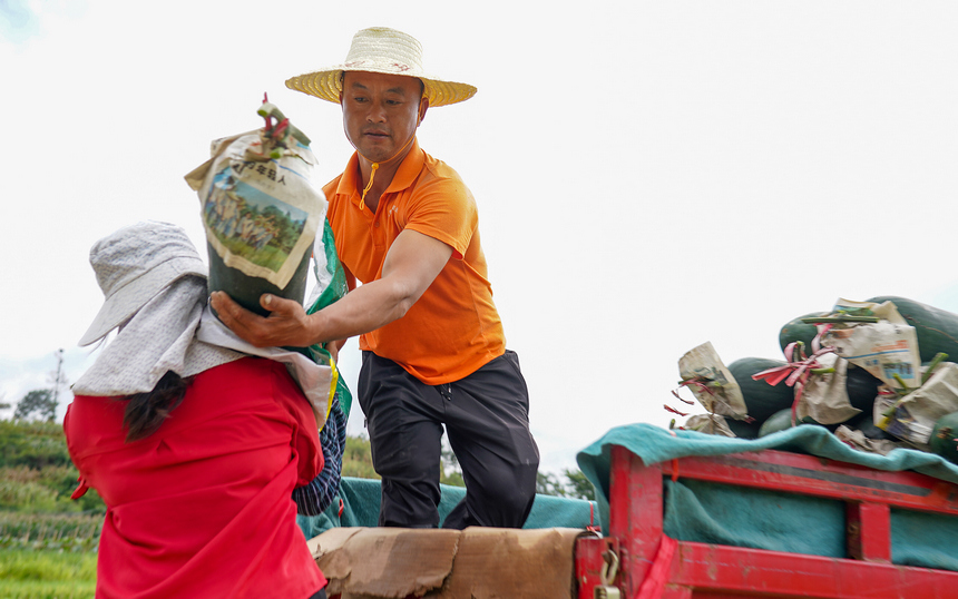 8月3日，村民在把收獲的冬瓜裝車。