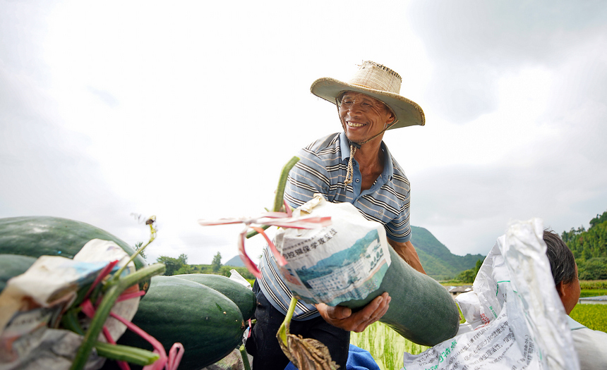 8月3日，村民把收獲的冬瓜裝車。