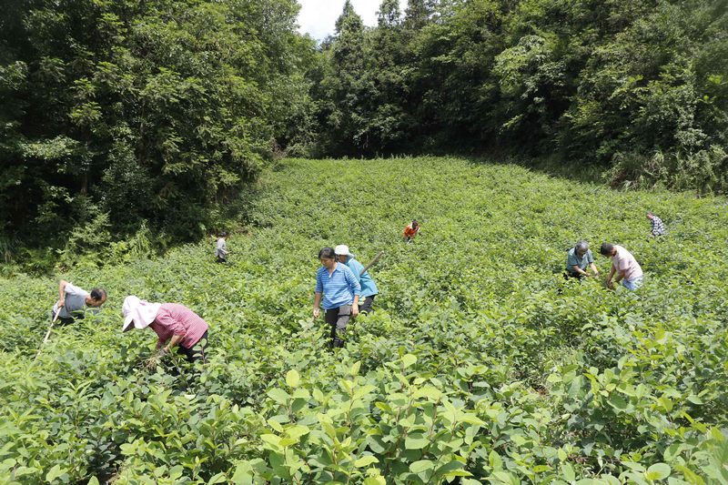 工人們為虎杖松土、除草。