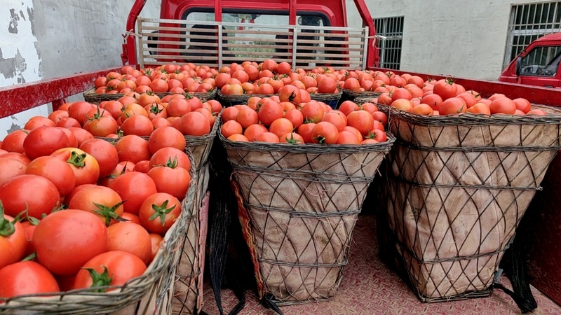 修文縣小箐鎮西紅柿喜豐收 田仁美 攝.jpg