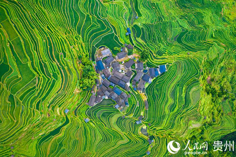 從江縣加榜梯田。人民網 涂敏攝