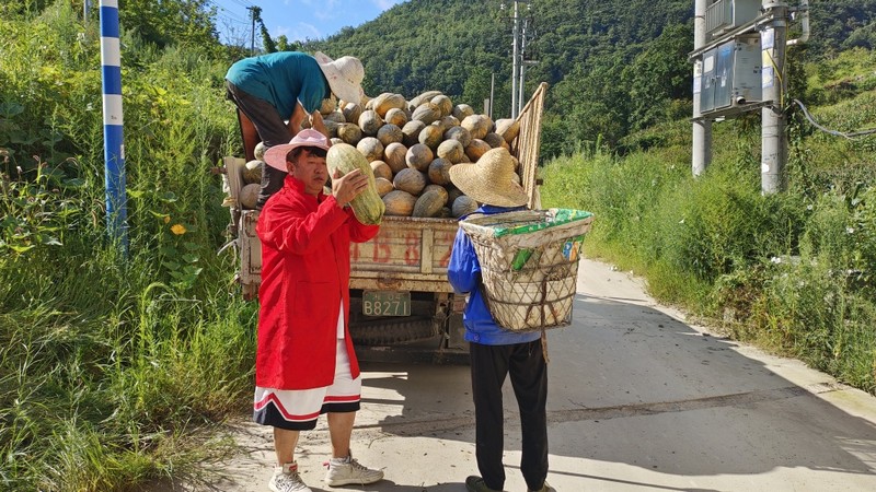 一天采摘約1.2萬斤 文燕 攝.jpg