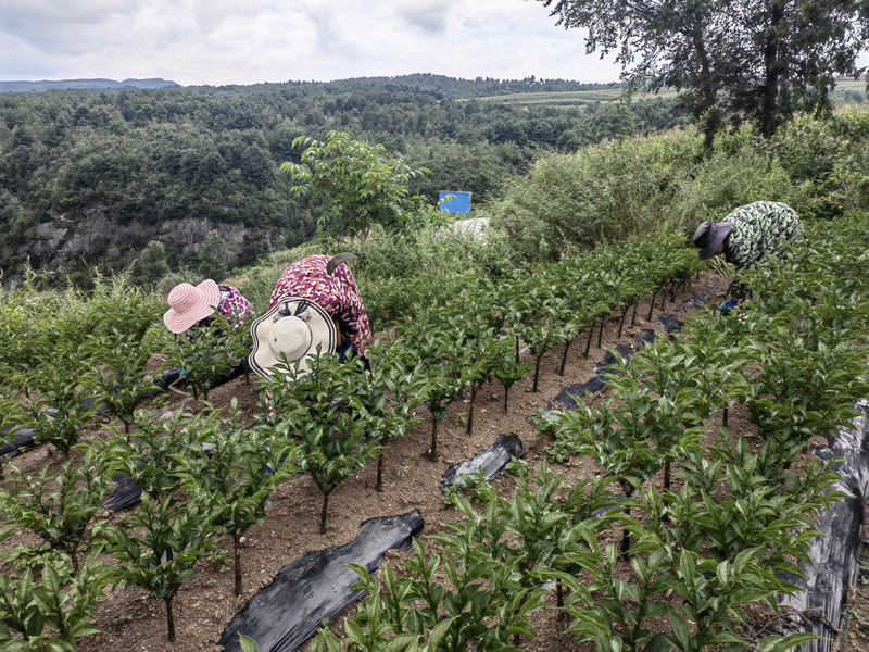 8月17日，在赫章縣松林坡鄉紅磚村，務工人員在魔芋基地鋤草。周麗娜攝