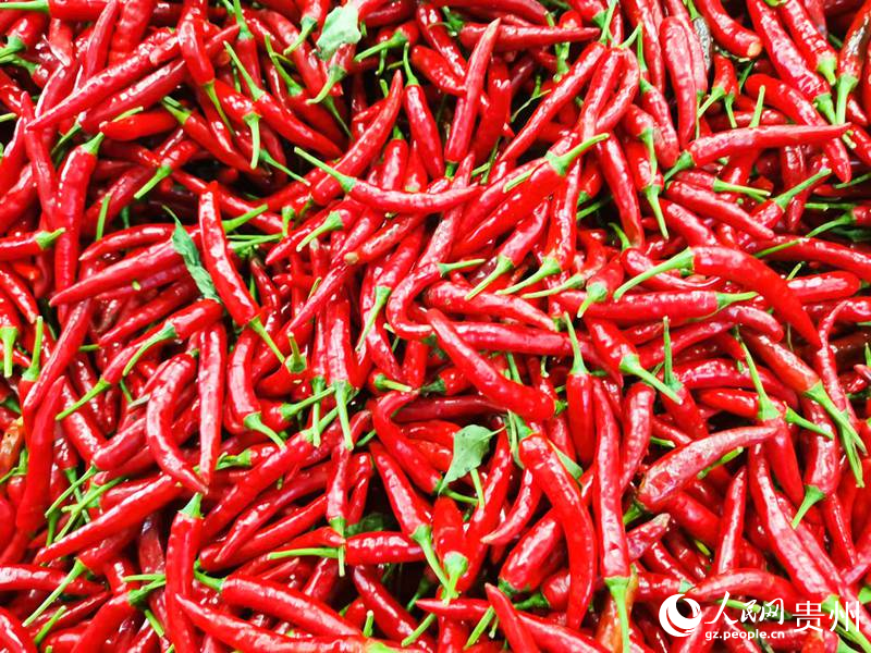 色澤鮮艷的遵義辣椒。人民網 王秀芳攝