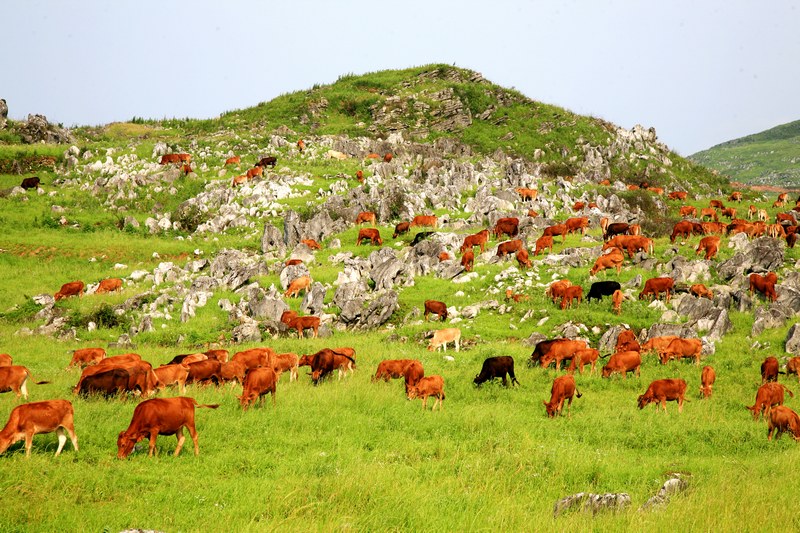 圖四許家壩萬畝草場（劉朝能 供圖）.jpg
