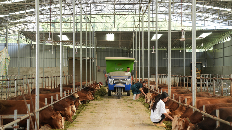 橋鎮肉牛養殖園區。思南縣融媒體中心供圖