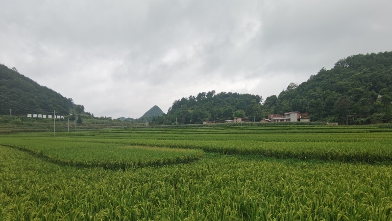 修文縣谷堡鎮大寨村稻田 李宇 攝.jpg
