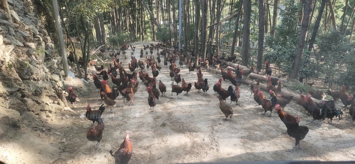 筆架村林下“福氏”雞。