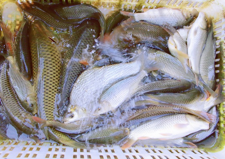 筆架新鮮出網的冷水。