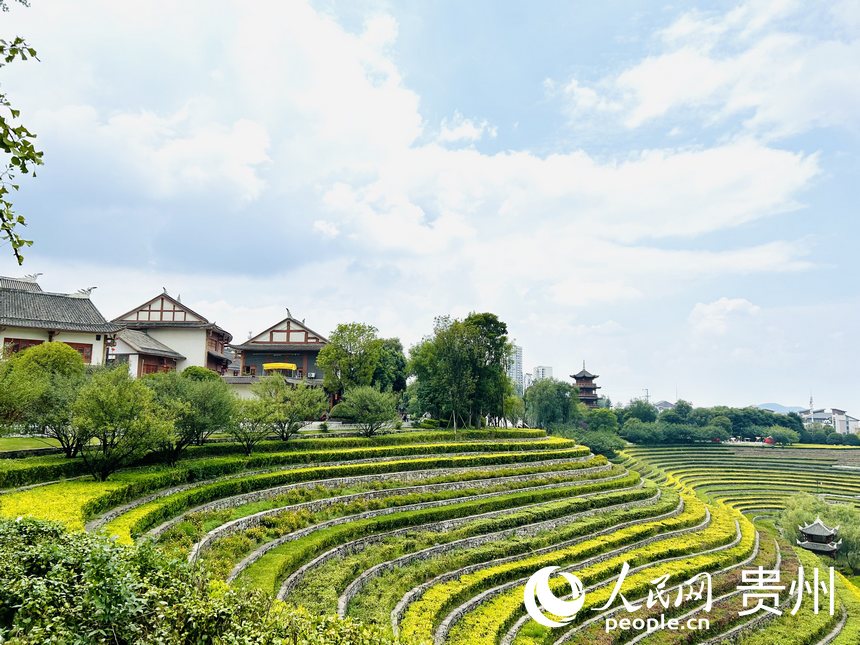 大方縣古彝梯田風景如畫。人民網 敖嘉鈺攝
