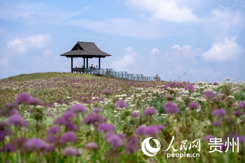 韭菜坪景區萬畝韭菜花盛開。人民網 涂敏攝