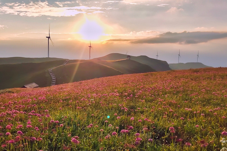 韭菜坪景區萬畝韭菜花盛開。高文義攝