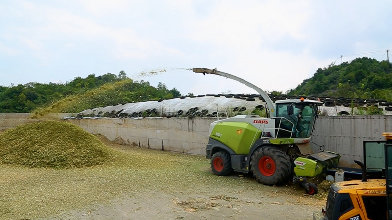 青貯玉米加工 張宇攝.jpg