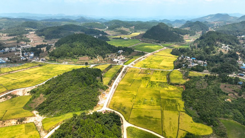 開陽縣宅吉鄉高標準農田水稻豐收場景。袁福洪攝