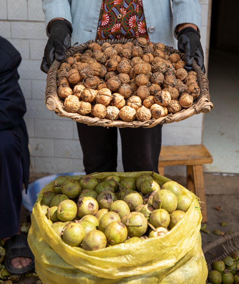 初秋時節，貴州赫章縣朱明鎮7萬多畝核桃陸續迎來采摘季，村民們正搶抓農時采摘，確保核桃豐產豐收。這是村民分揀裝袋打下的新鮮核桃。李學友攝