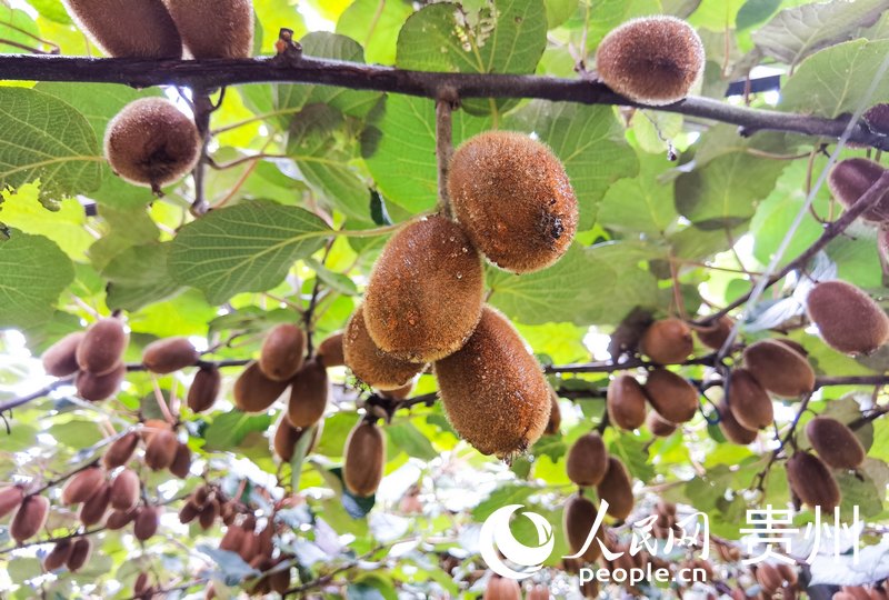 平灘村獼猴桃。人民網 王秀芳攝