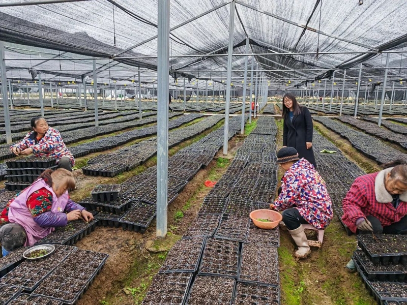 民和鎮何壩村中藥材種植示范區。