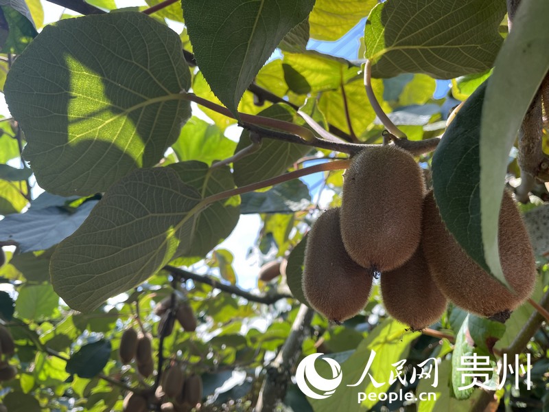 修文助農種養農民專業合作社種植基地內的獼猴桃。人民網 李麗萍攝