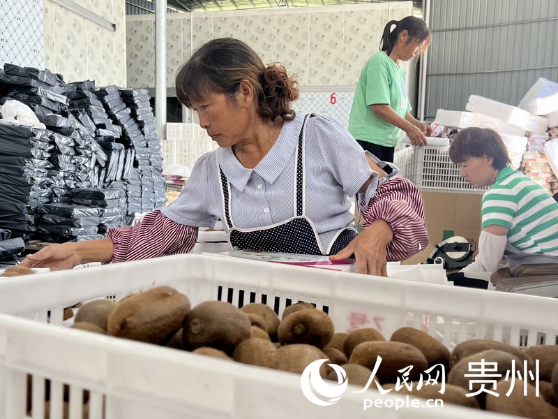 農戶在工廠內包裝獼猴桃禮盒。人民網 李麗萍攝