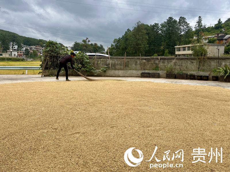 農戶在家門口晾曬稻谷。人民網 李麗萍攝