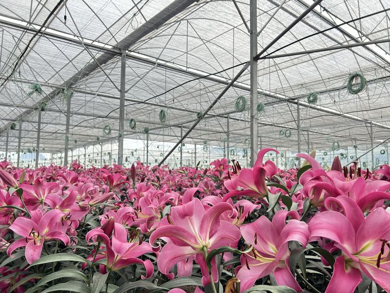 特色花卉產業 (2).jpg