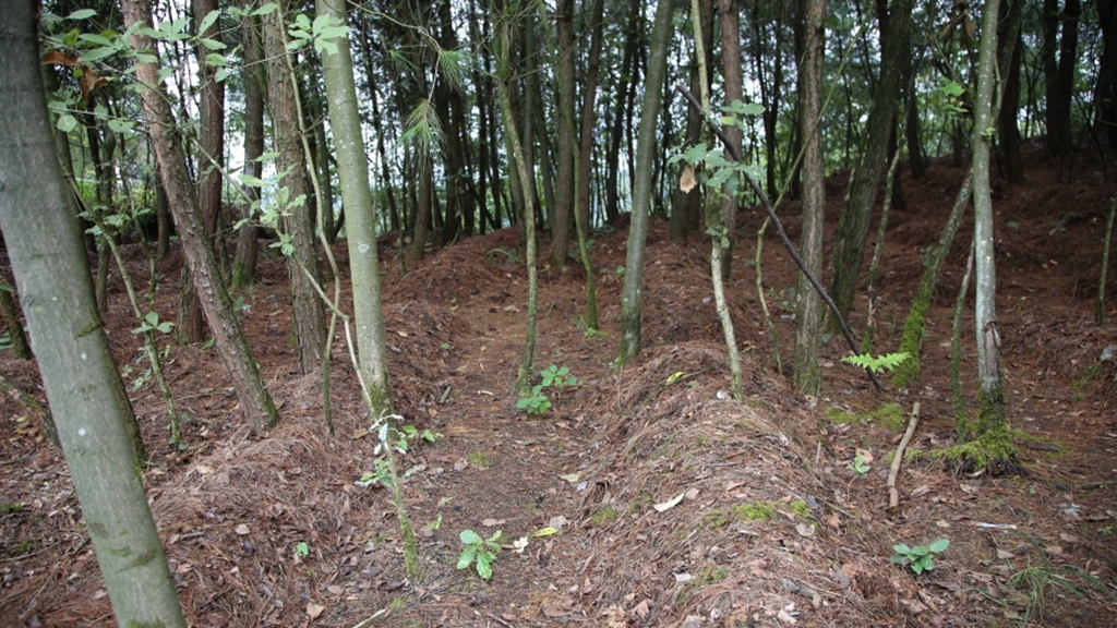 林場下種赤松茸。姜繼恒攝