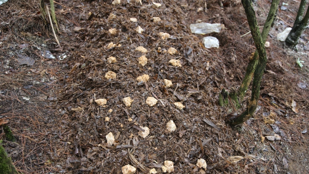 擺放好的菌包。姜繼恒攝