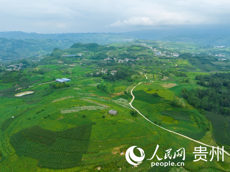 航拍畢節煙區一隅。 人民網 陽茜攝