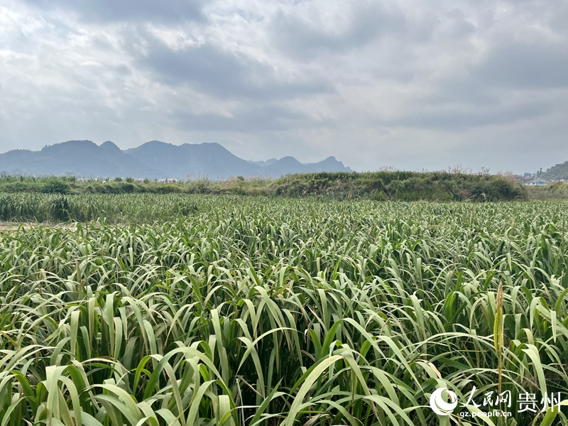 1.平塘縣浙黔生態農業科技有限公司的冬茭田。人民網 李麗萍攝