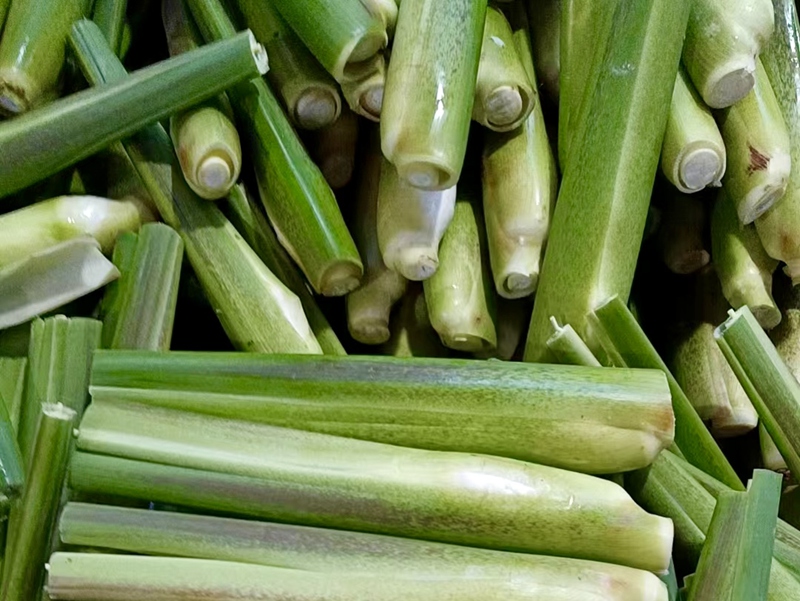 4.剛采割下的冬茭。平塘縣浙黔生態農業科技有限公司供圖