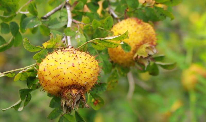 成熟的刺梨。黃梅梅攝