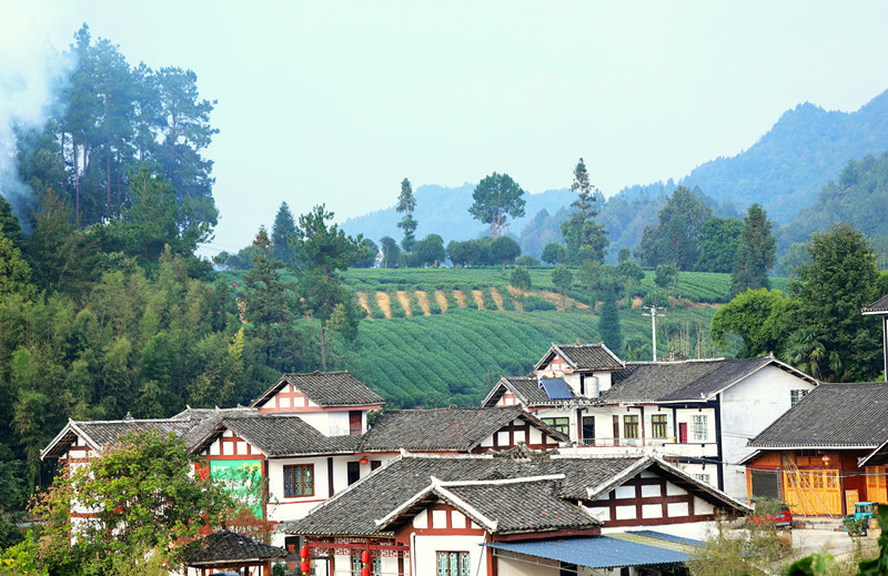 湄潭縣興隆鎮龍鳳村田家溝民居后的茶山。顧蘭云 攝