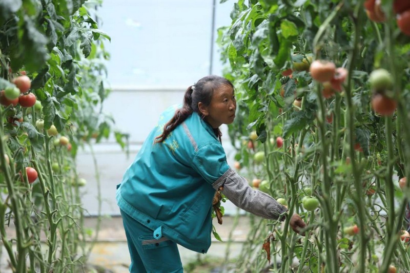 高質量發展調研行 |“科技范”的大棚里滿載豐收希望【2】