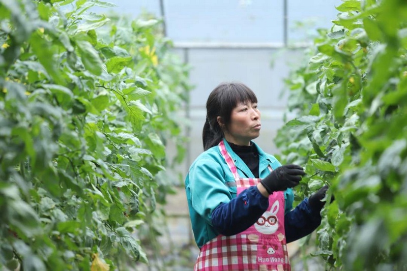 高質量發展調研行 |“科技范”的大棚里滿載豐收希望【3】