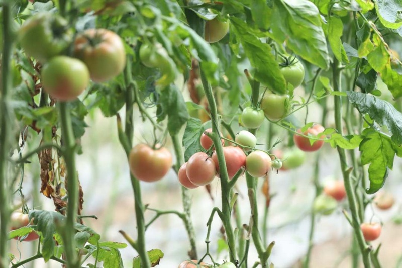 高質量發展調研行 |“科技范”的大棚里滿載豐收希望【7】