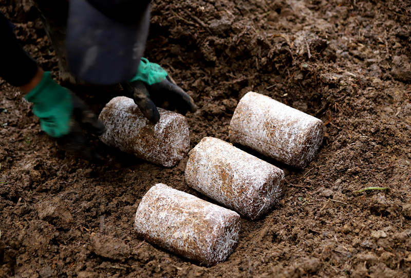  圖為工人擺放菌棒。