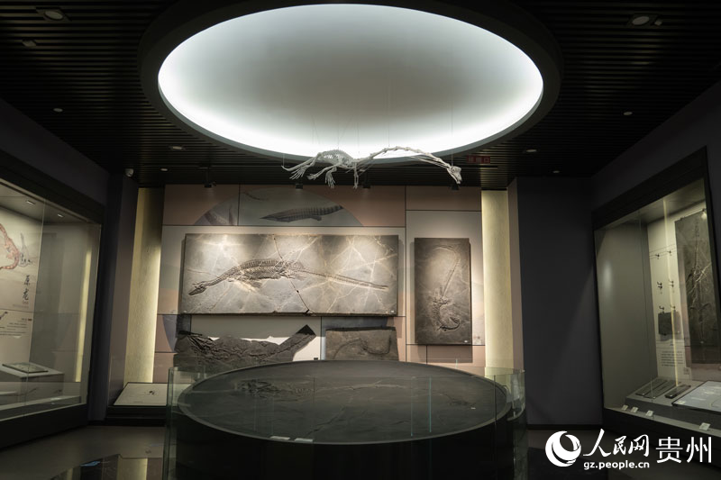 興義動物群。人民網 陽茜攝