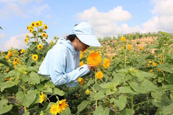 向陽谷花海。