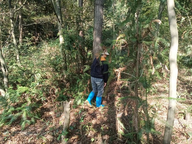 村委工作人員在林中巡查。