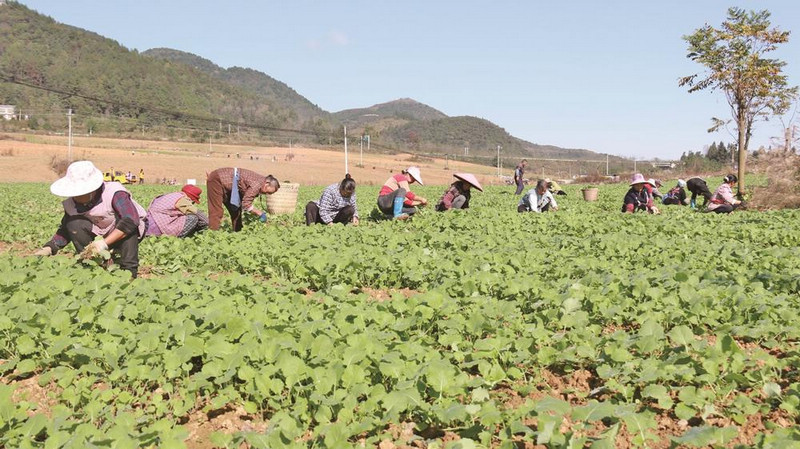 合興鎮合朋社區群眾在移栽油菜苗。