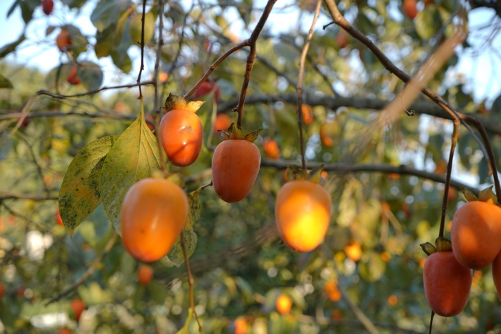 掛滿枝頭的柿子。