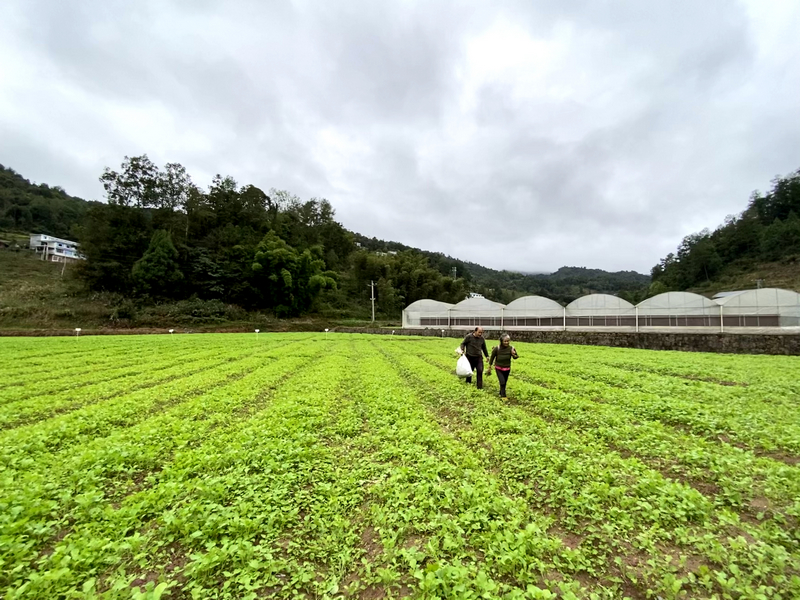 綠油油的油菜育苗點。