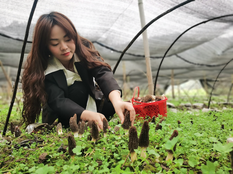 種植戶采摘羊肚菌。