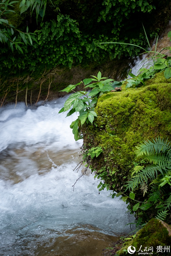 河道旁長滿青苔的石塊。人民網記者 涂敏攝