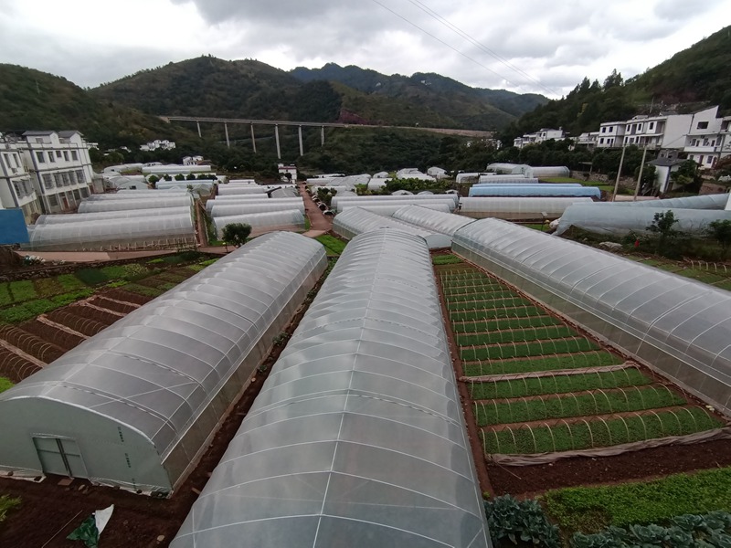 5、土城鎮華潤社區蔬菜保供基地蔬菜種植大棚。習水縣融媒體中心供圖