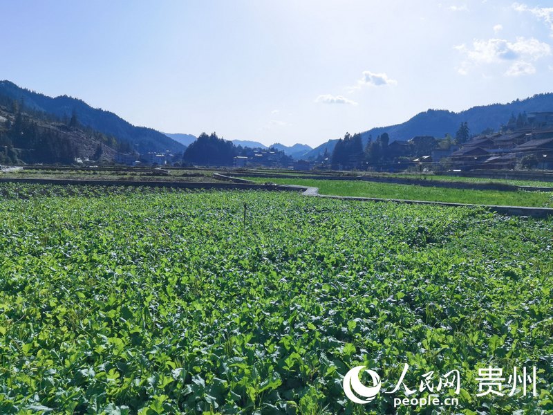 平堡村田園風光。人民網 王秀芳攝