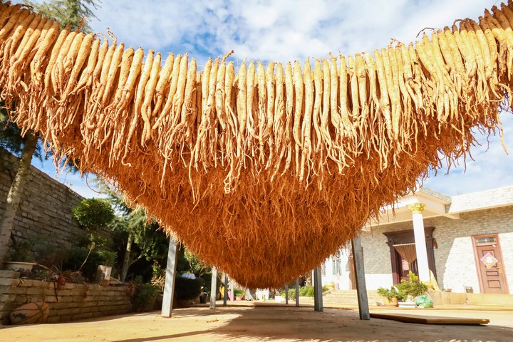 11月21日，在威寧自治縣海拉鎮海昌村黨支部領辦合作社晾曬場正在晾曬的黨參。趙慶能攝